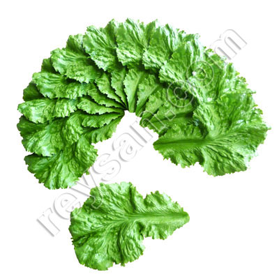 HOJAS DE LECHUGA