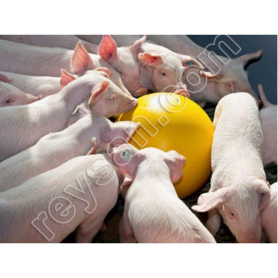 PELOTA ANTIESTRÉS PARA CERDOS